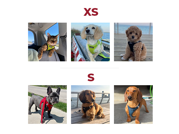 extra small and Small sizes for harness