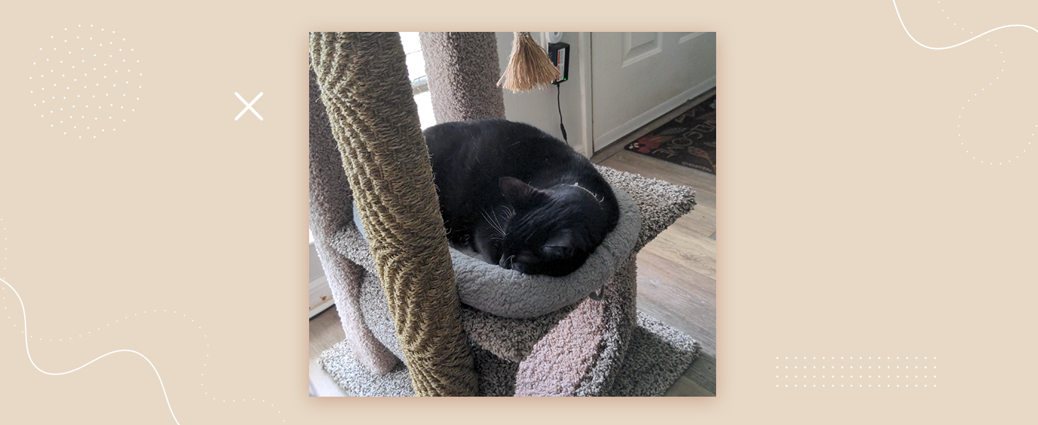 cat mat