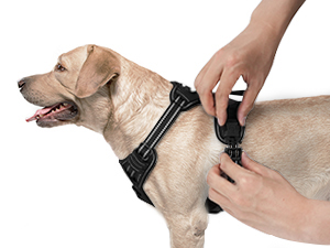dog harness