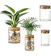 Glass Propagation Stations for Plants, Propagation Flower Vases Set, 2 Large & 2 Small Desktop Fl...