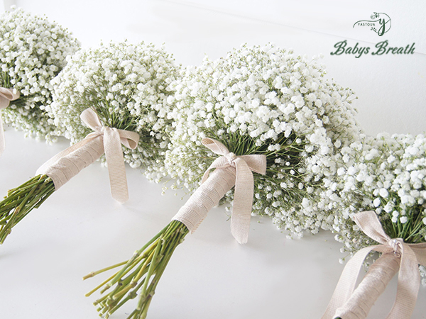 babys breath
