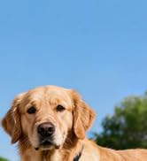 Retractable Dog Leash Set