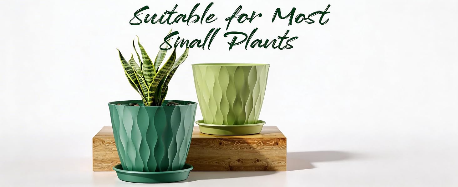 succulent pots
