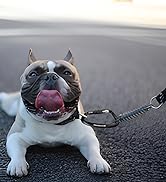 dog leash carabiner