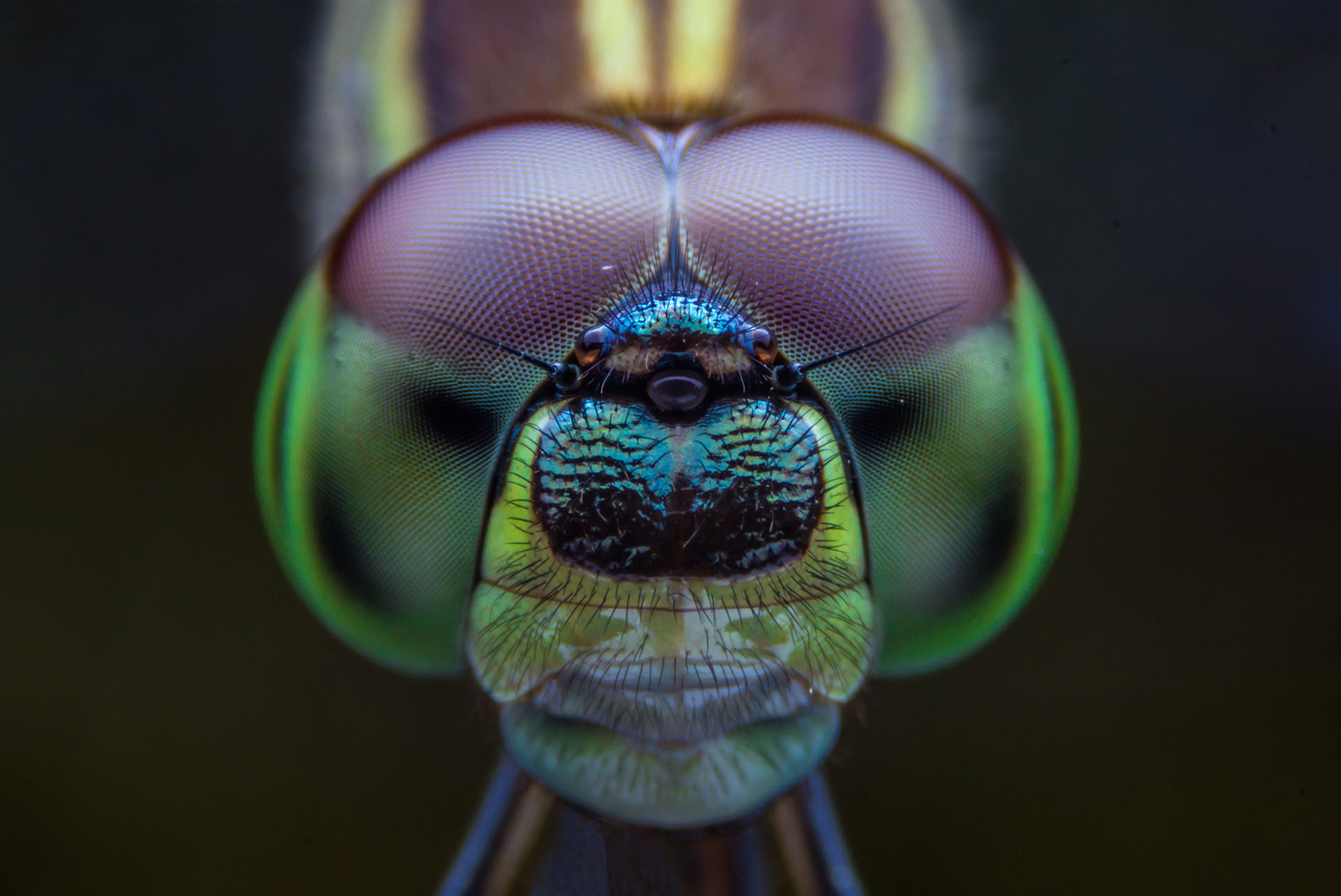 Closeup of an insect's head