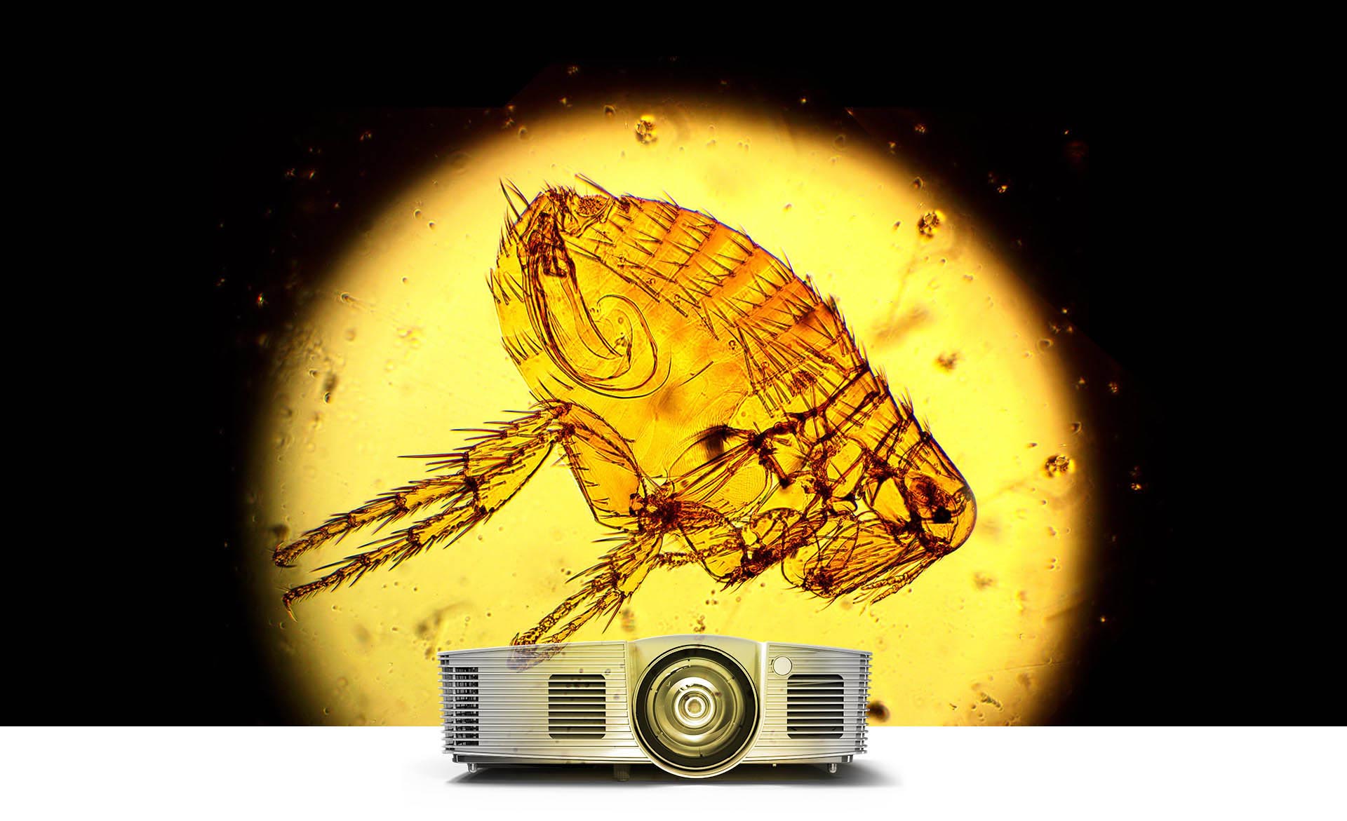 Acer S1 projector facing forward with a microscope slide of an insect above it