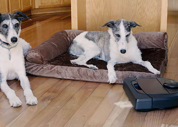 two dogs are watching Botvac D6 Connected working