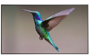 image for this item
