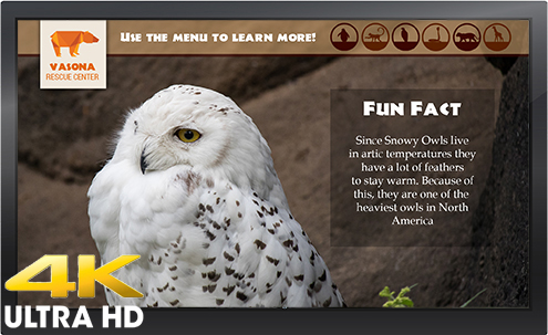 4K Display Showing a Museum Display About a Snow Owl