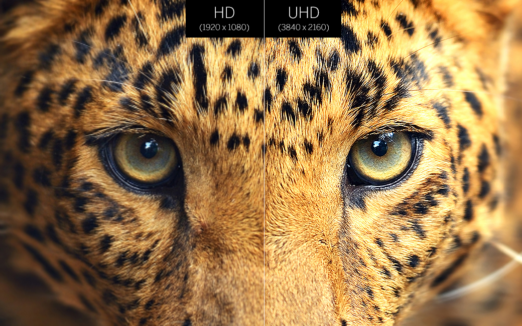 HD versus UHD quality of a leopard's face