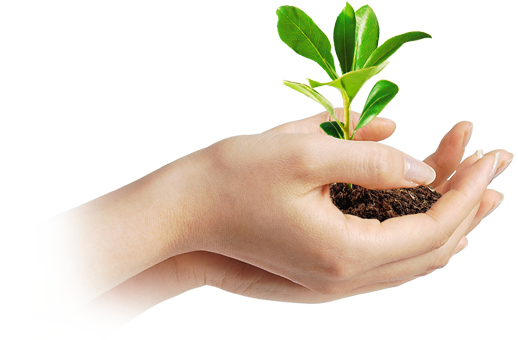 Two hands holding up soil and a young plant