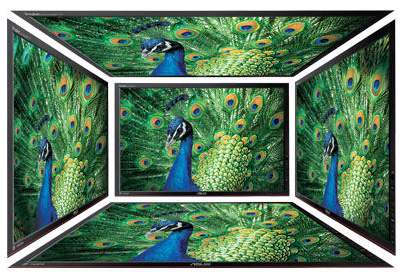 the monitor  facing front with a peacock as screen