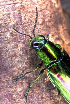 detailed view and application