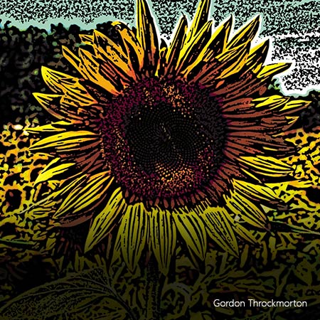  A sunflower  