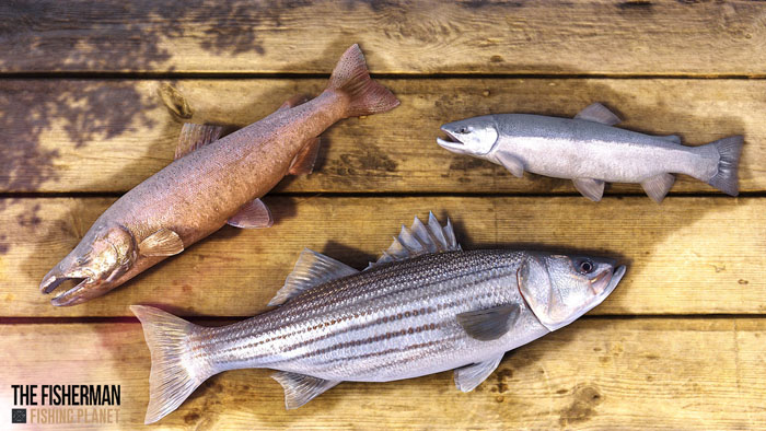 a screenshot showing three different fishes in the game