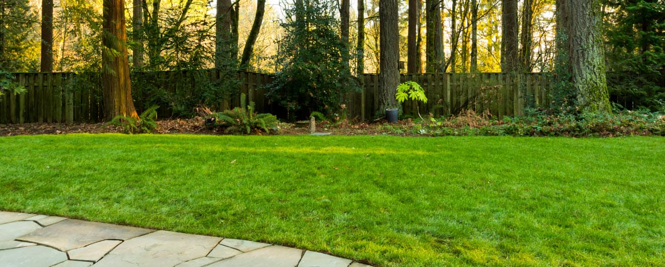 a backyard with grass and trees by a wooden fence