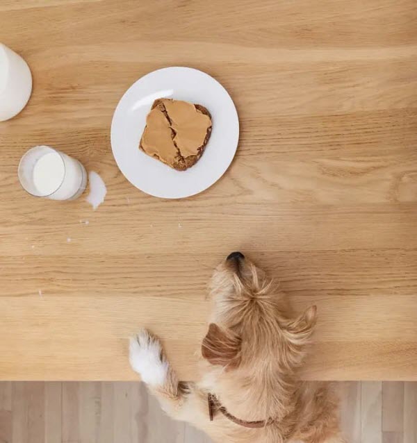 a dog is trying to reach for the cake on a wooden desk