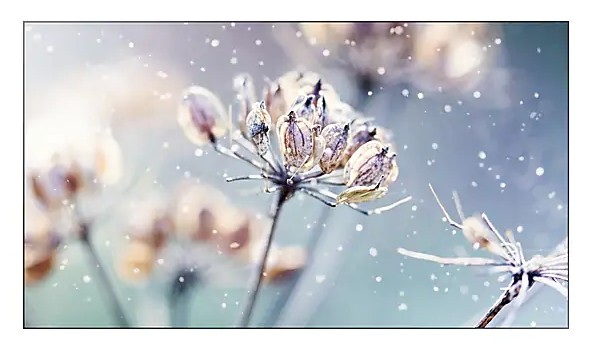 SAMSUNG VM46R-U Display Facing Forward with Insect-Like Flowers on Screen