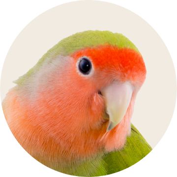 PetSmart E-Gift Card