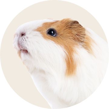 PetSmart E-Gift Card