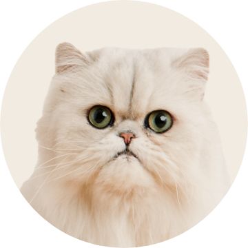PetSmart E-Gift Card