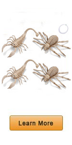 Spider and Scorpion Skeletons