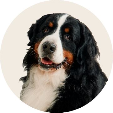 PetSmart E-Gift Card