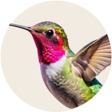 PetSmart E-Gift Card