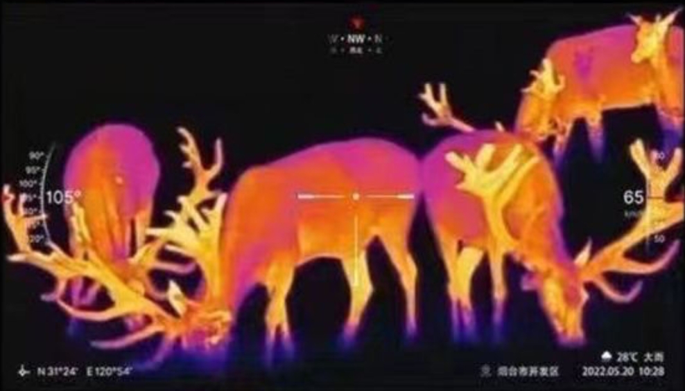 Thermal imaging night vision device