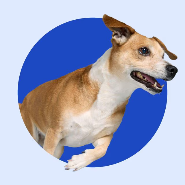 Chewy E-Gift Card