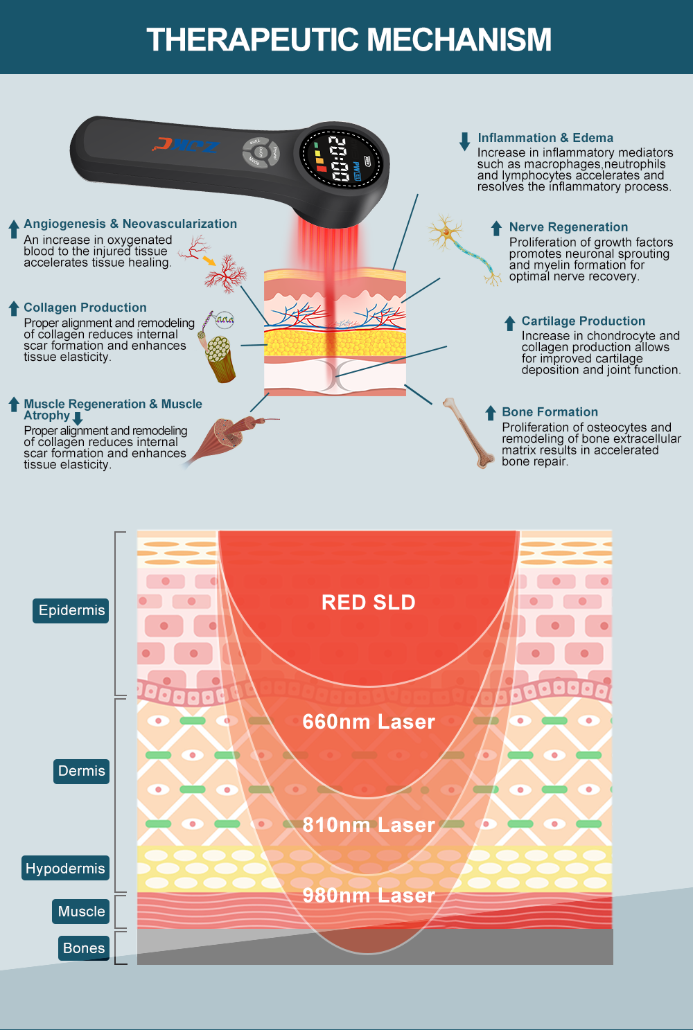 Photobiomodulation Therapy Mechanism