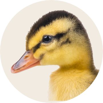 PetSmart E-Gift Card