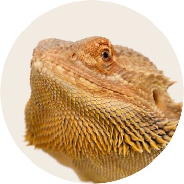 PetSmart E-Gift Card