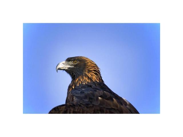 Posterazzi Dpi1787704large Golden Eagle Poster Print By John Pitcher 34 X 22 Large Neweggcom