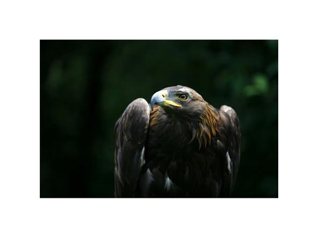 Posterazzi Dpi1829622large Golden Eagle Aquila Chrysaetos Poster Print By Deddeda 34 X 22 Large Neweggcom