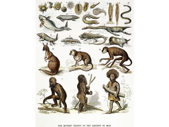 Evolution Chart Nthe Modern Theory Of The Descent Man Evolution Chart Nthe Modern Theory Of The Descent Man From Protoplasm To Papuan An