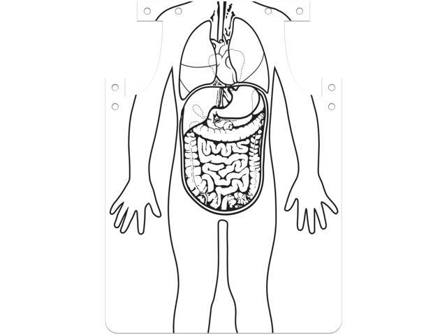 Roylco Apron Inside Organs 12-1/2"Wx1/100"Lx25-9/10"H 12/PK WE 59802