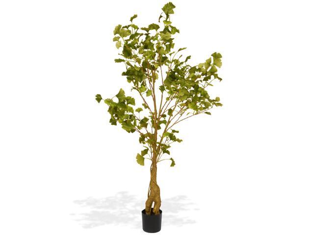 Potted Ginko Accent Plant - 4 feet