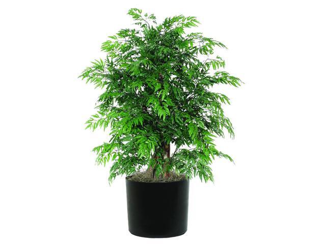 Extra Full Bush Ming Aralia Tree in Pot