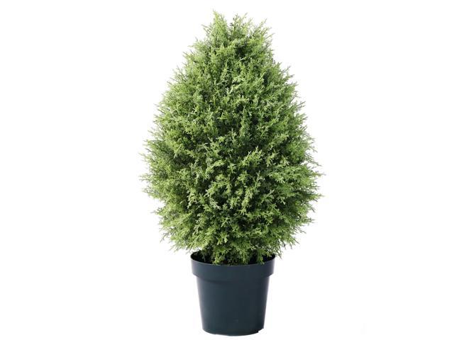 36' Potted Cypress Tree