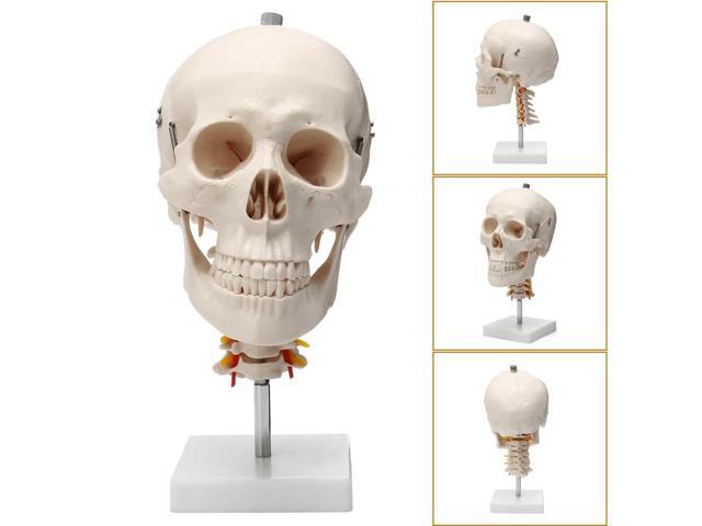 1:1 Life Size Human Skull Anatomical Anatomy Skull Model Cervical Spine Head Skeleton School Educational Medical Teaching Model