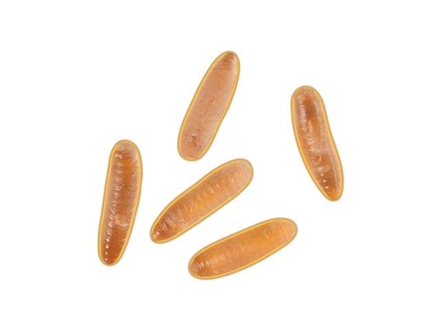 Glow In The Dark Maggots Gag Bug Insect Toy Decoration 5 Pack