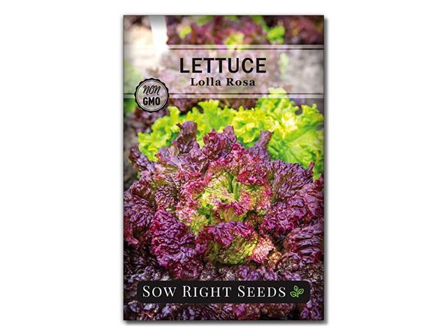 Lolla Rosa Lettuce Seed for Planting NonGMO Heirloom Packet with Instructions to Plant a Home Vegetable Garden Indoors or Outdoor Great Gardening