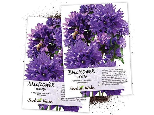 Bellflower Superba Campanula Glomerata Twin Pack of 1000 Seeds Each