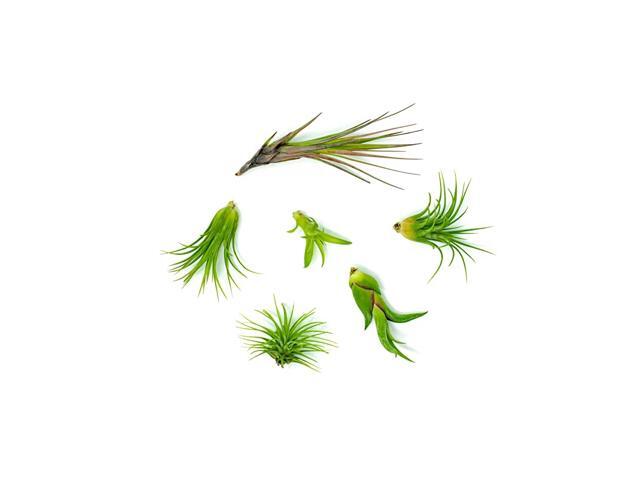 Air Plant Variety Pack Small Tillandsia Terrarium Kit Assorted Species of Live Tillandsia Tropical House Plants for Sale 2 to 5 Inches Each Air