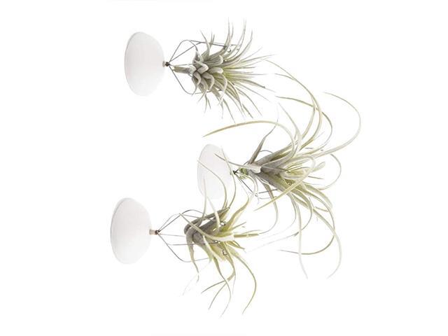 3 Pieces Small Round Air Plant Holder Container for Tillandsia Bromeliads Adhesive Base White