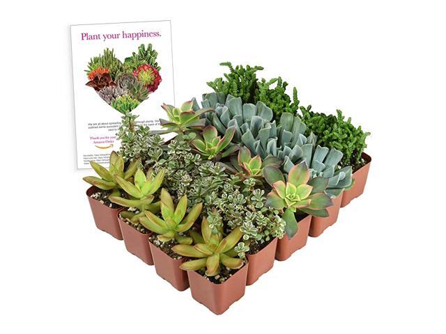 20 Pack Assorted House Cacti and Succulent Soil Mix Cactus Indoor Plants Live Houseplants in Planter Pots