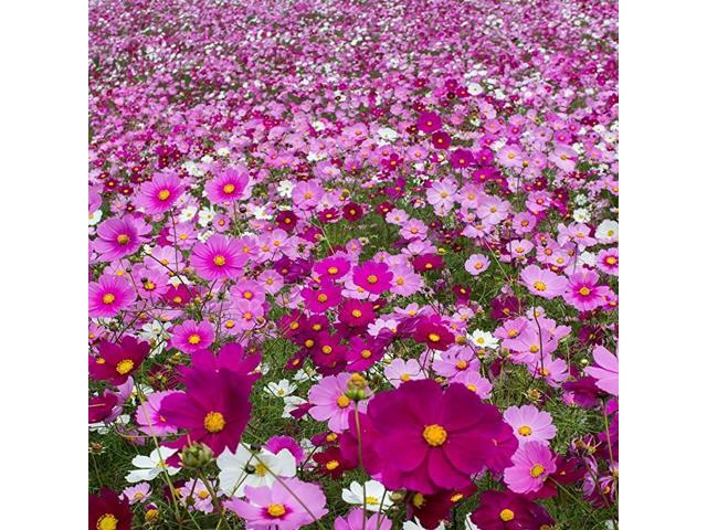 Cosmos Flower Seed Mix 1 LB