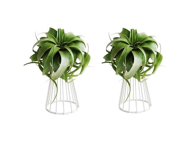 of 2 Air Plant Tillandsia Base Large Tillandsia Air Plant Holder Metal Indoor Tabletop Big Streptophylla Air Plant Stands Tillandsia Plant Racks