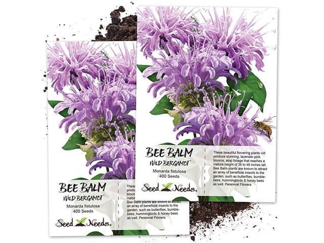 Wild Bee Balm Monarda fistulosa Twin Pack of 400 Seeds Each